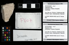 Foto (Objekt + Etikett) von Decapoda indet.  (NHMW-GEO-2014-0194-0607)